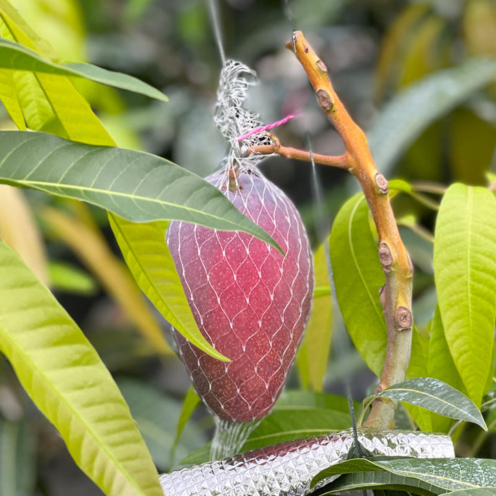 トロピカルファーム南アルプス マンゴー(アーウィン種) 糖度17度以上 2