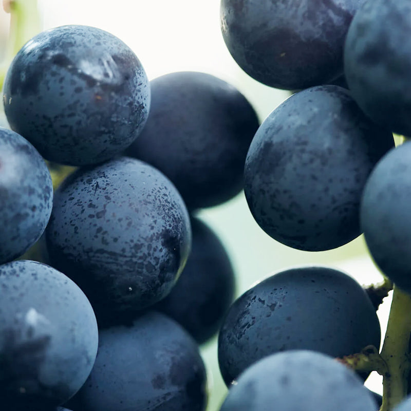 FRUITEST レア・ドライフルーツ 巨峰 / 山梨の完熟果物お取り寄せ通販