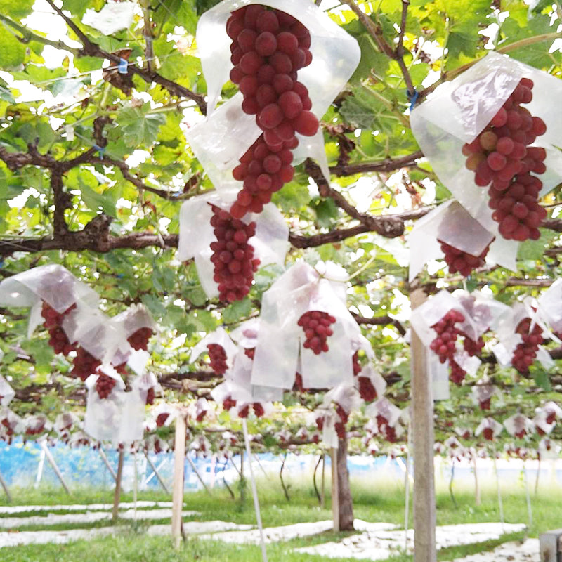 藤美園 南アルプス市産 ぶどう「甲斐路(かいじ)」2kg(3房)/ 山梨の逸品